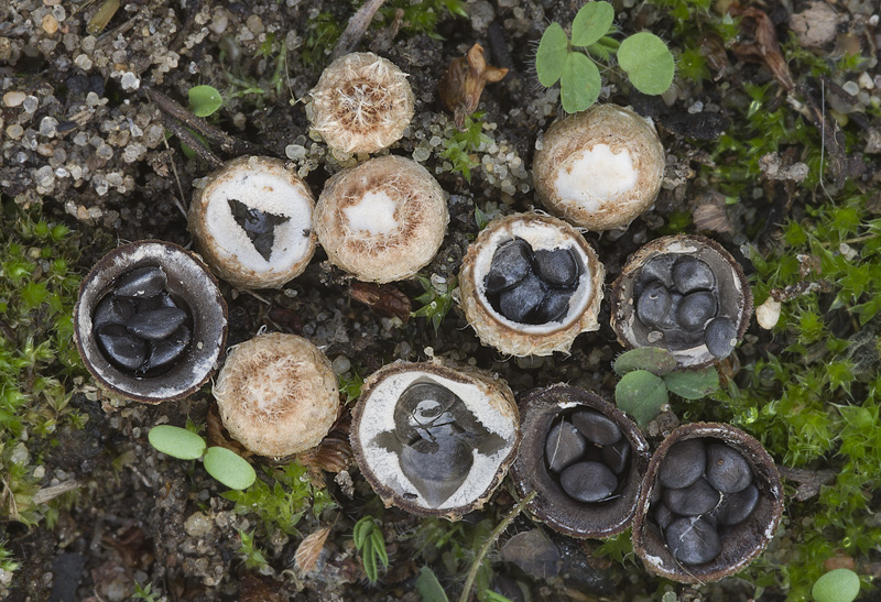 Cyathus stercoreus